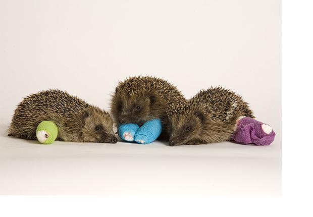 Hedgehogs in bandages, supported by iLECSYS