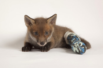 Fox with bandaged leg iLECSYS support Tiggywinkles