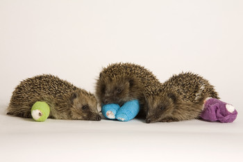 Hedgehogs in bandages iLECSYS support Tiggywinkles