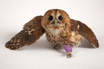 Owl with bandaged leg iLECSYS support Tiggywinkles