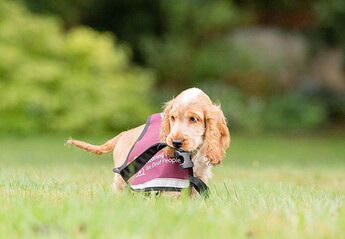 Hearing Dog Puppy